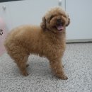 신세계 애견미용샵 이미지