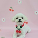 가치있개 이미지