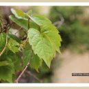 이영춘「풀잎」 이미지