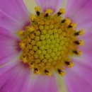 COSMOS/별,꽃 이미지