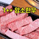 천우한우암소