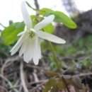 바위솔민박 이미지