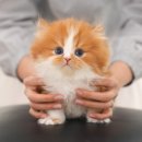 착한 고양이 네이버블로그