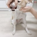 헬로펫 - 순천시 왕지4길 9-12 | 다이소 바르는 고양이 강아지치약 헬로마이펫 후기