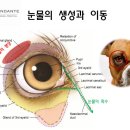 안단테 동물의료센터 이미지