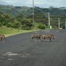 하쿠나마타타 이미지