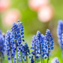 꽃편지길 이미지