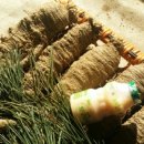 평창백덕산더덕 이미지