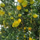 오광농장 이미지