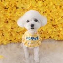 센트럴 펫살롱 이미지