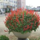 남대구초등학교 이미지