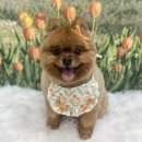 코지그루밍 이미지