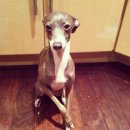 플레이하운드 이미지