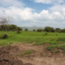 소들의 천국 이미지