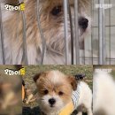 오마이댕댕이