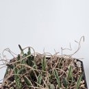 Albuca dilucula 모종 분채 분양 이미지