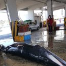 장생포고래일번지 이미지