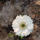 아름다운 정원을 꿈 이미지