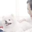 도그플래닛 이미지