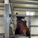 원일목장 이미지