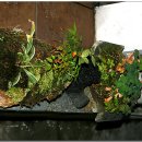 충무대구탕 이미지