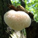 매봉산2 이미지