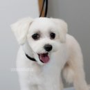 어반독스 이미지