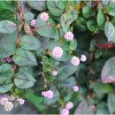 대주민박 이미지