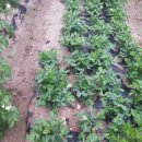 환국농장 이미지