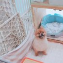 뽈