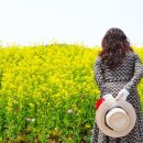 하늘6(유채밭) 이미지