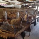 중간말농장 이미지