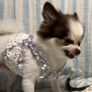 강아지랑고양이 이미지