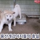 용만농장 Daum카페