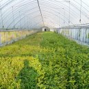 일출농장 이미지