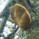 진다리로 이미지