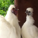 오골계마을 이미지