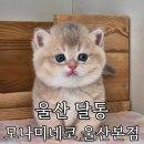 모나미네코 - 남구 삼산로199번길 32 | 울산 고양이 분양 '모나미네코 울산본점' 위생 관리 확실했던 방문 후기