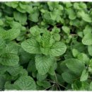 은식농장 이미지