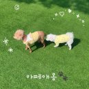 모할고양 | [카페애몽]고양시애견카페/북한산 야외 애견카페후기