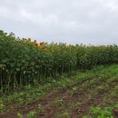 하모리-15 이미지