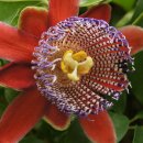 예쁜커피나무 이미지