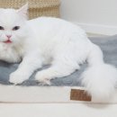 디엔씨펫 네이버블로그