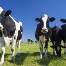 소가 행복한 농장 이미지