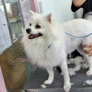 (단기)반려동물미용사(자격증) 이미지