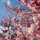 Blossom for you 이미지