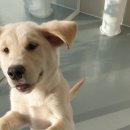 해피독쌤 이미지