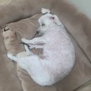 pet173더5712 | 시저 캔 필렛 인 그레이비 강아지습식사료 강아지 입맛 사로 잡은 정착템