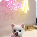 꽃다비펫 이미지