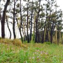 망상제2오토캠핑장 이미지